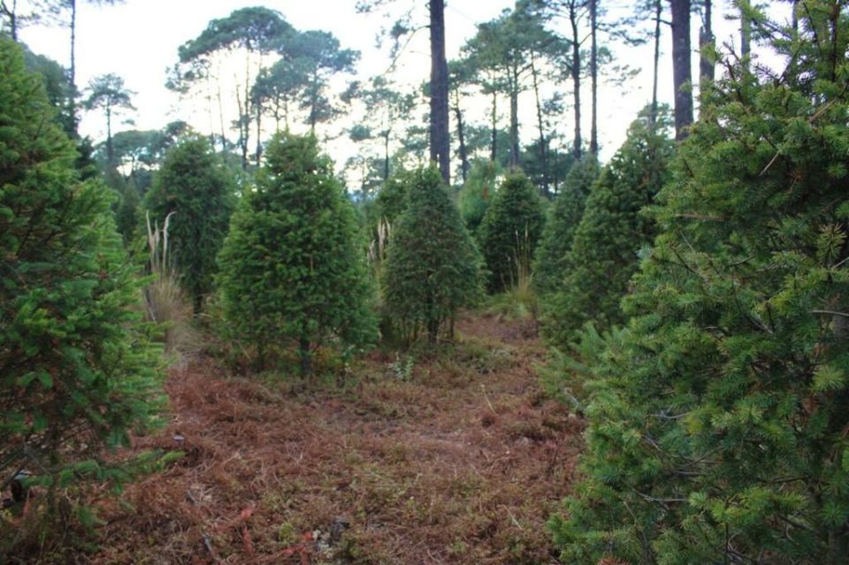 Árbol de Navidad