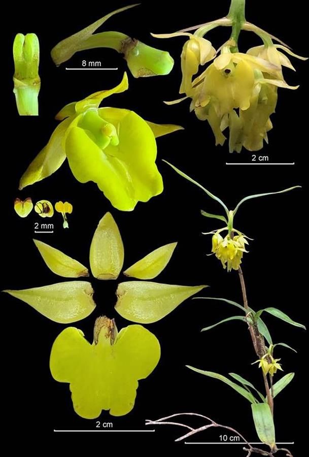 orquídeas