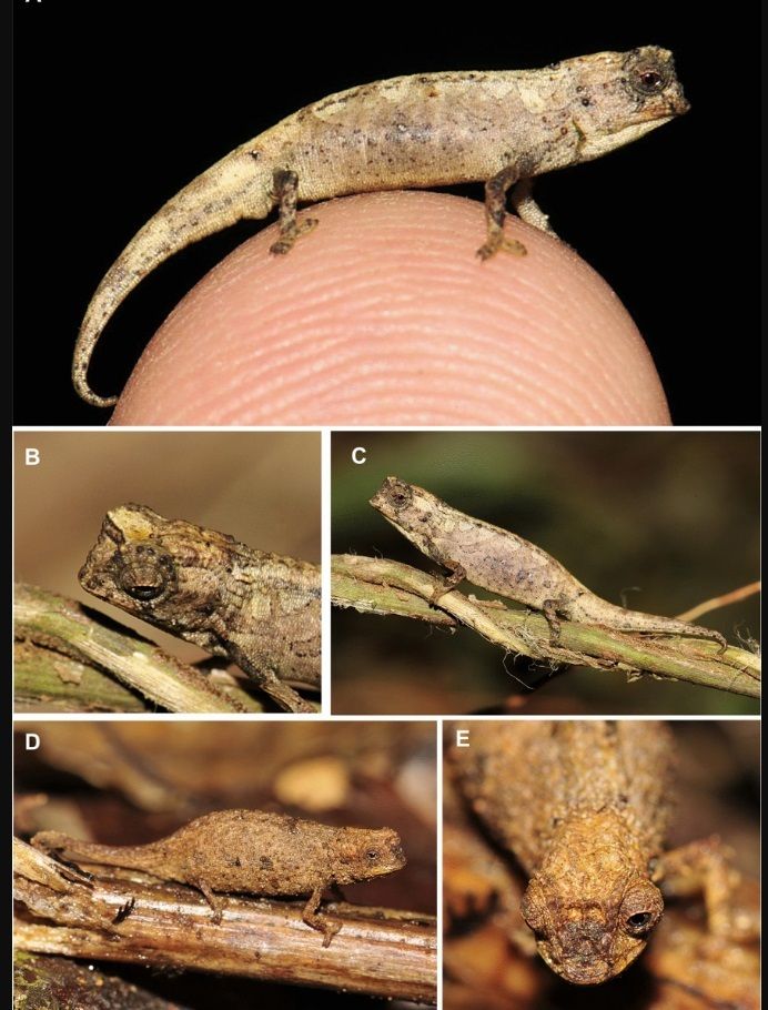 brookesia nana