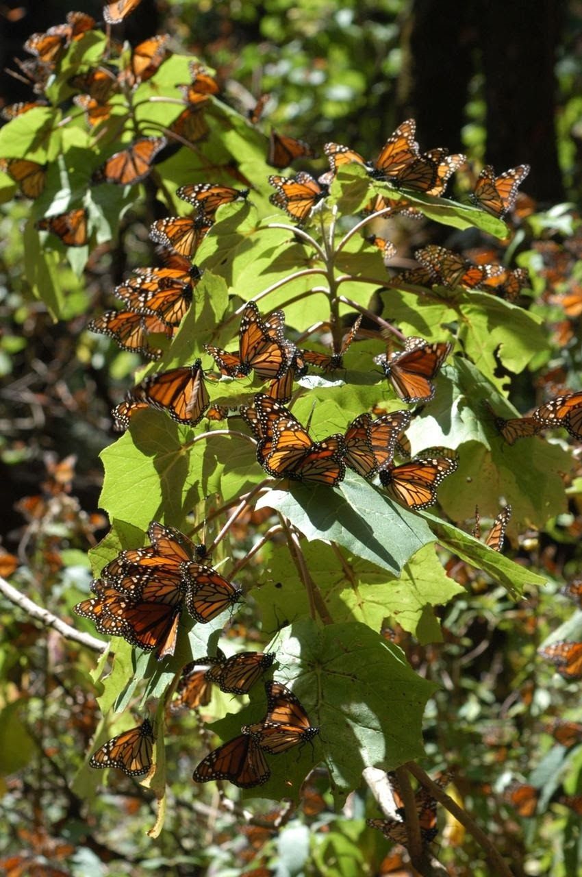 Mariposa Monarca