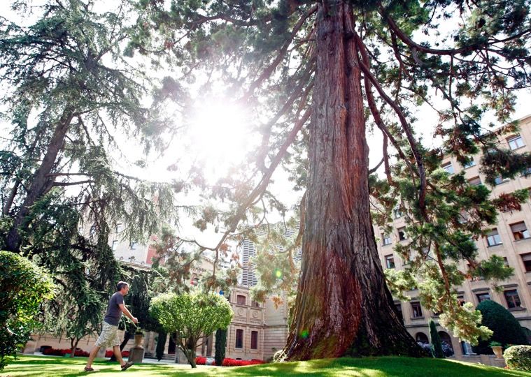 Una secuoya en los jardines de Palacio de Navarra, Pamplona. Efe/Jesús Diges
secuoya