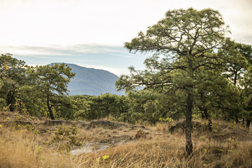 Bosque la Primavera 