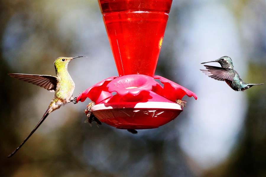 Colibrí 