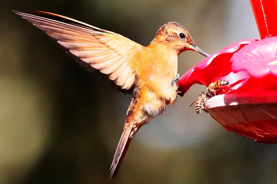 Colibrí