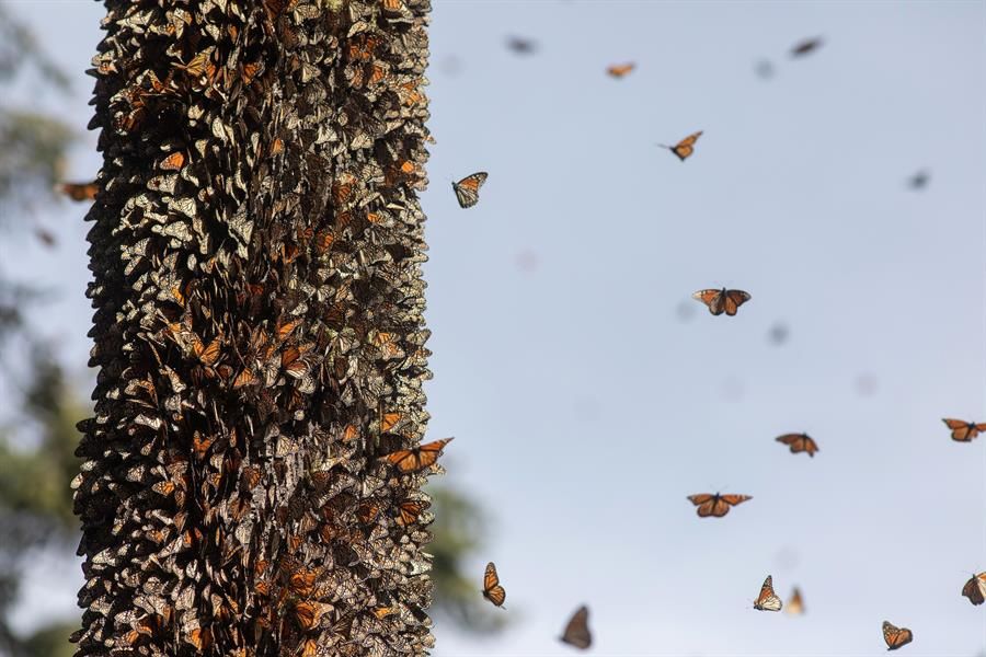 Mariposas monarca