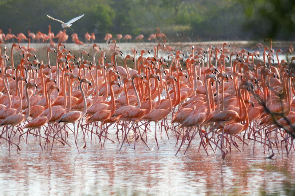 Flamencos