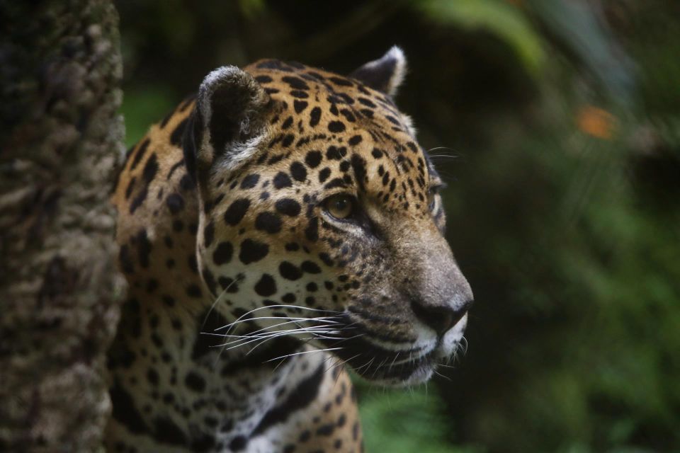 Jaguar