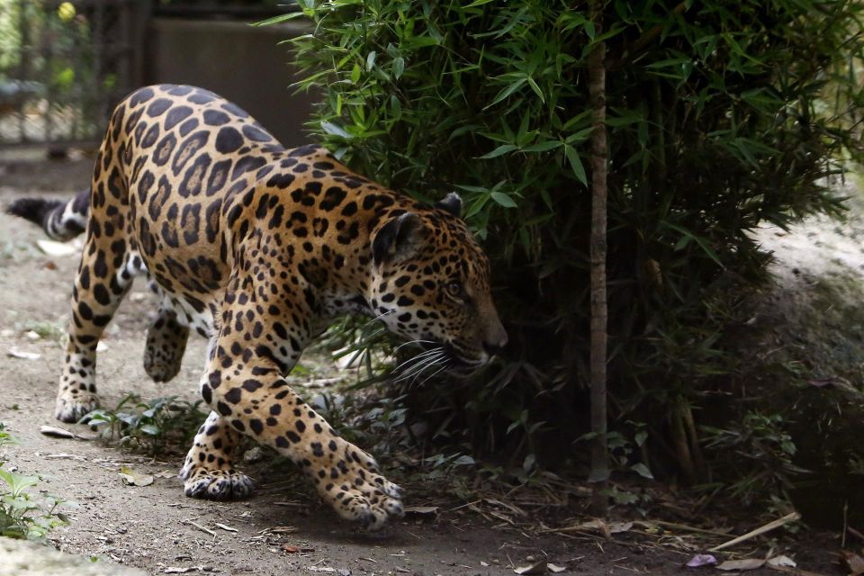 Jaguar