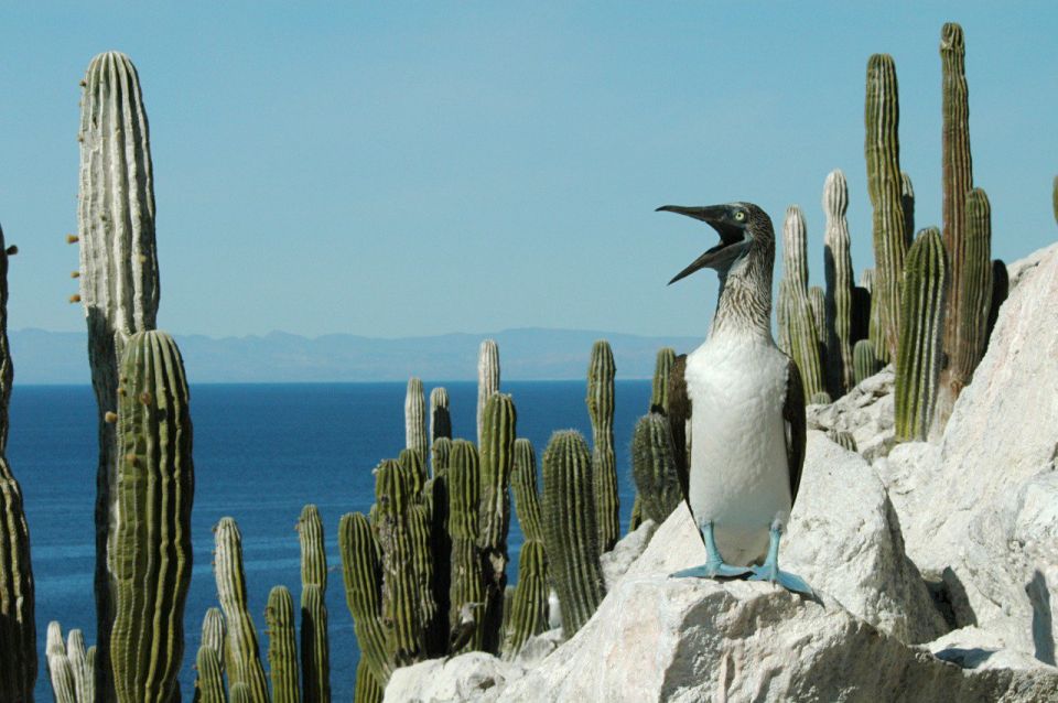 Biósfera Isla San Pedro Mártir.