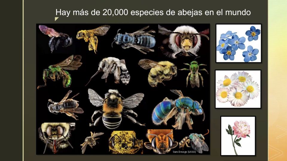 Especies de abejas