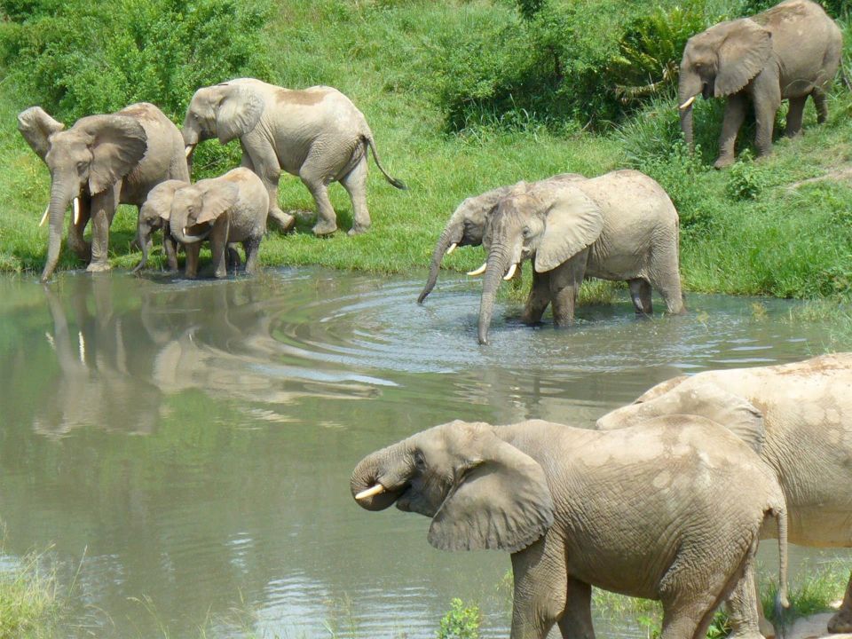 Manada de elefantes en la Reserva Nacional de Shimba Hills en Kenia. Efe/Tia Goldenberg Elefantes