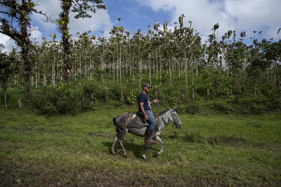 Reforestación