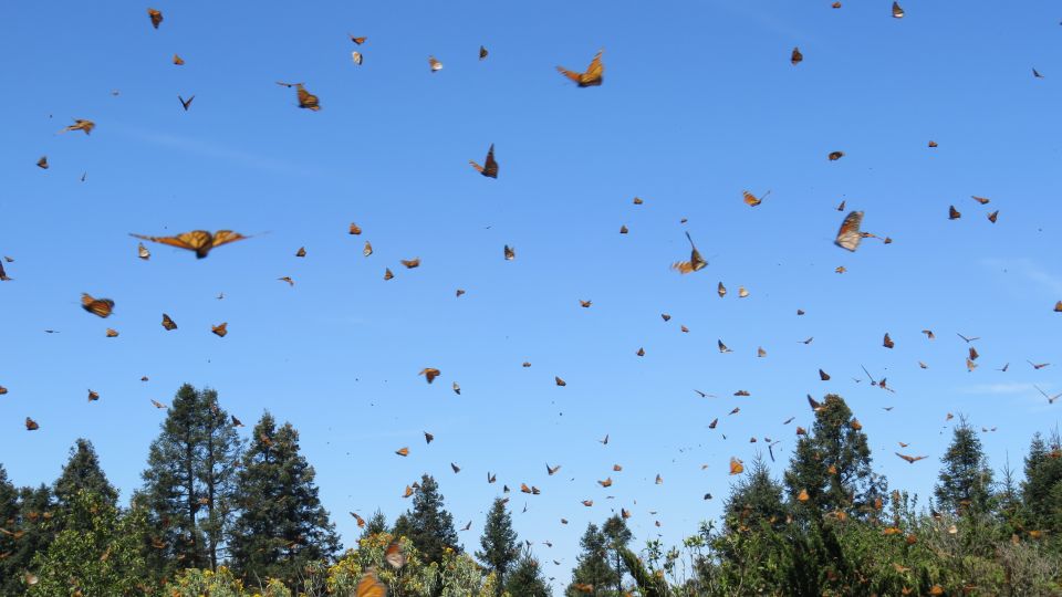 Biósfera Mariposa Monarca