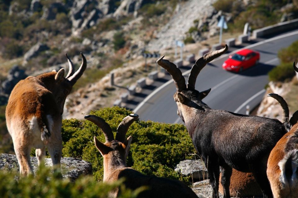 Animales y carretera