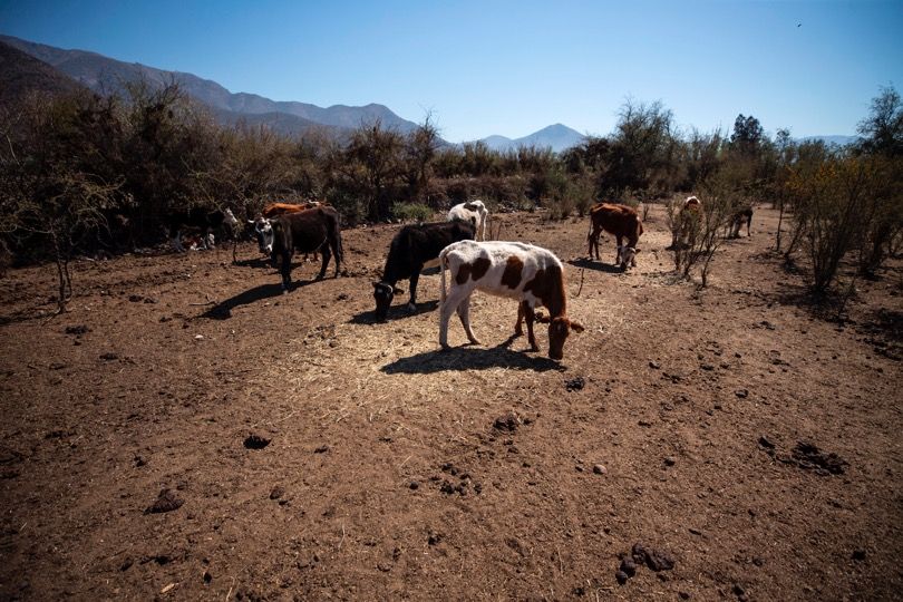 La desertización es un fenómeno global que afecta de manera esencial a los animales. Efe/Alberto Valdes Vacas