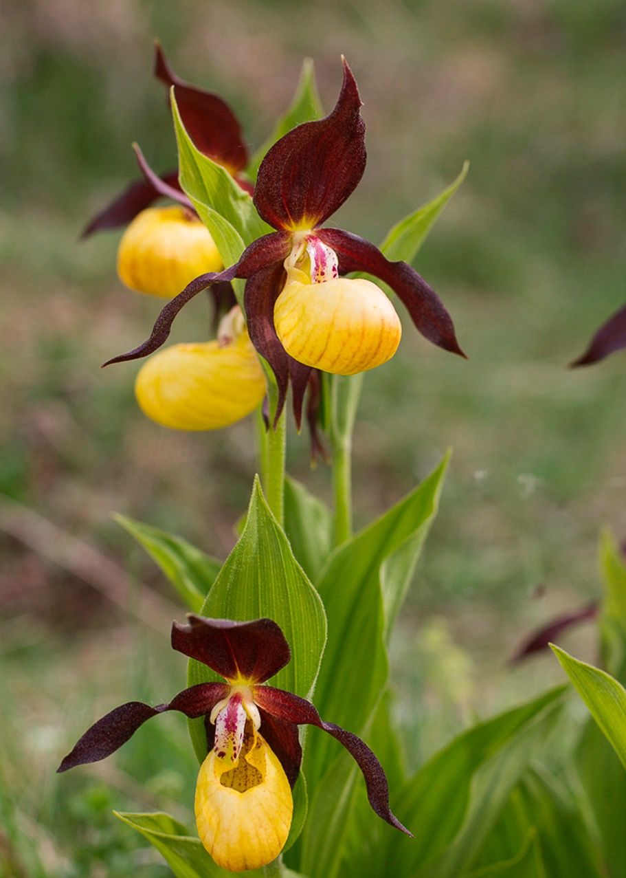 Orquídea