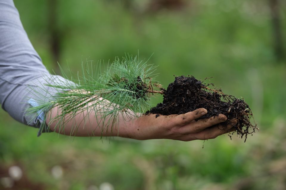 Reforestación