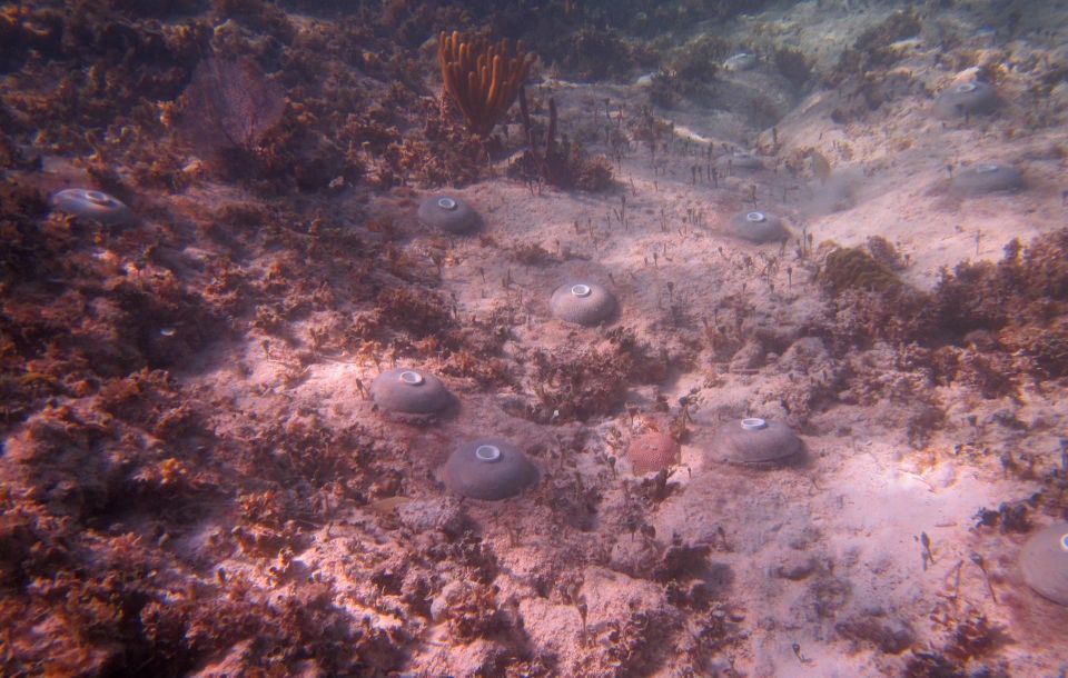 Siembra de arrecifes