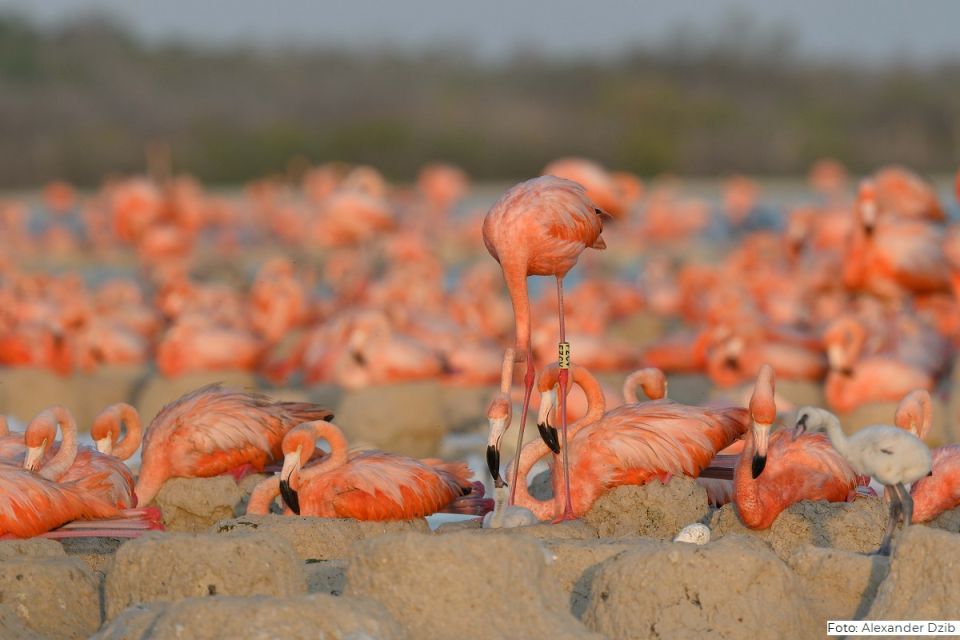 Flamencos