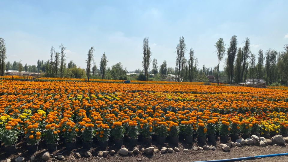 Sedema de la CDMX Flor de cempasúchil