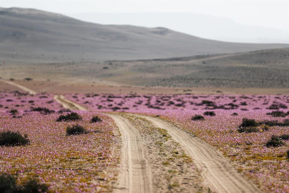 Flores en Atacama