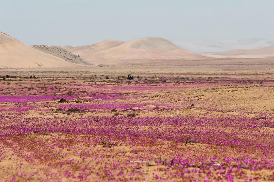 Flores en Atacama