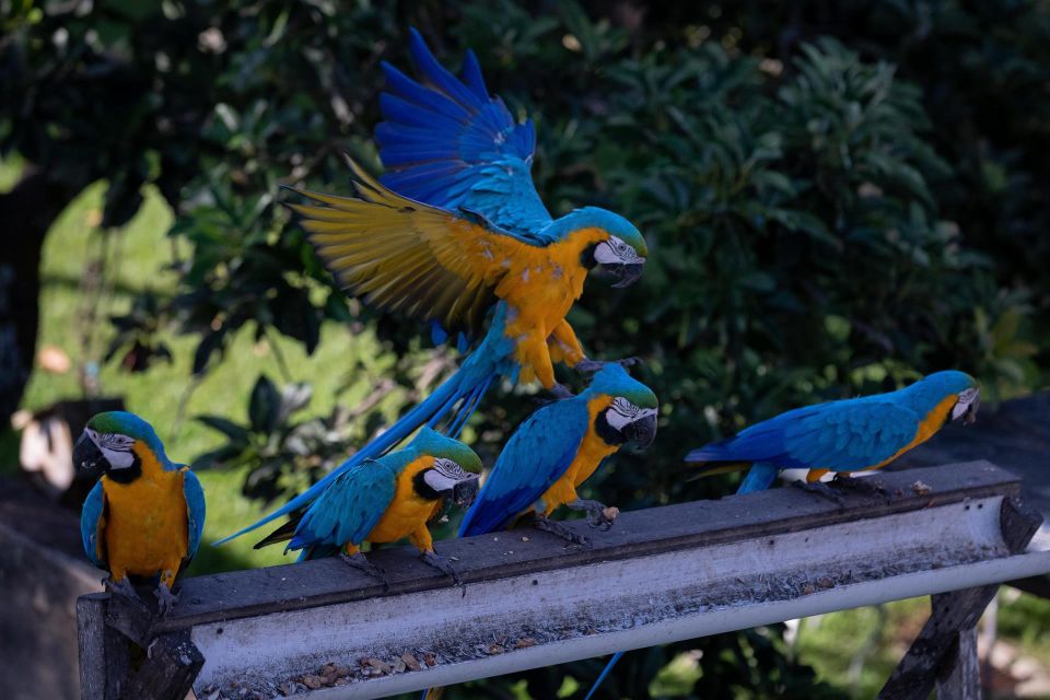 Guacamayas