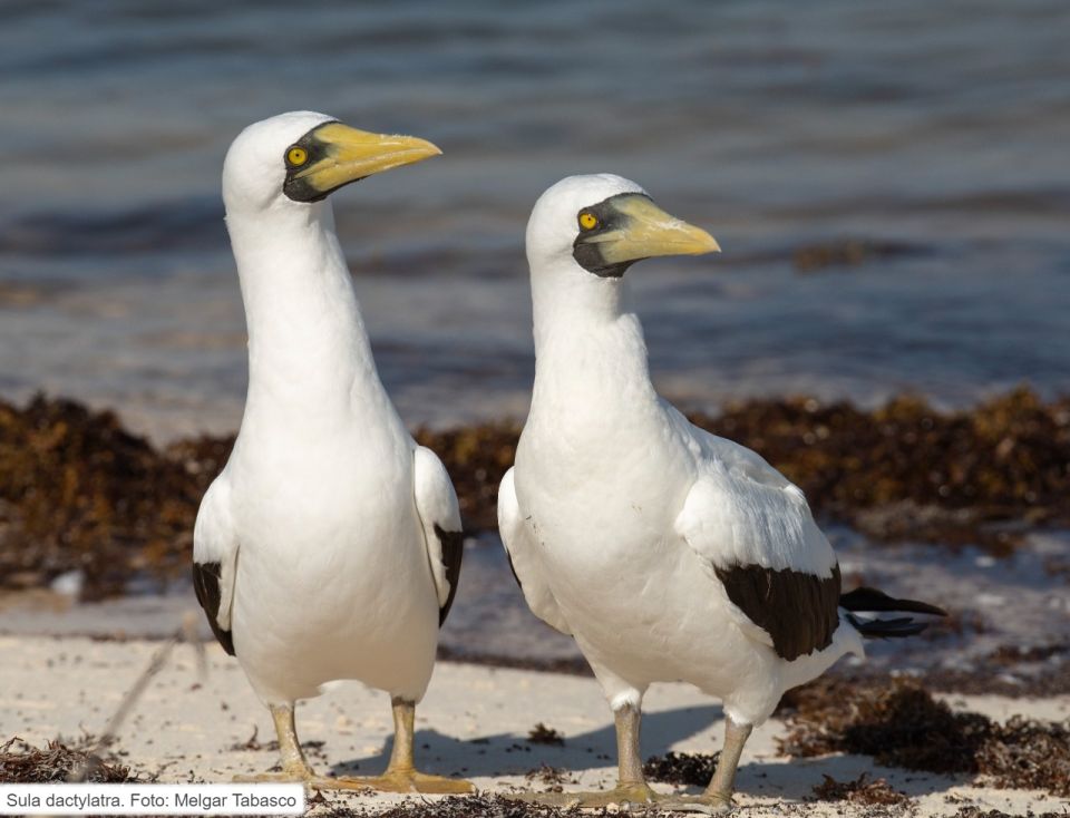 Aves marinas