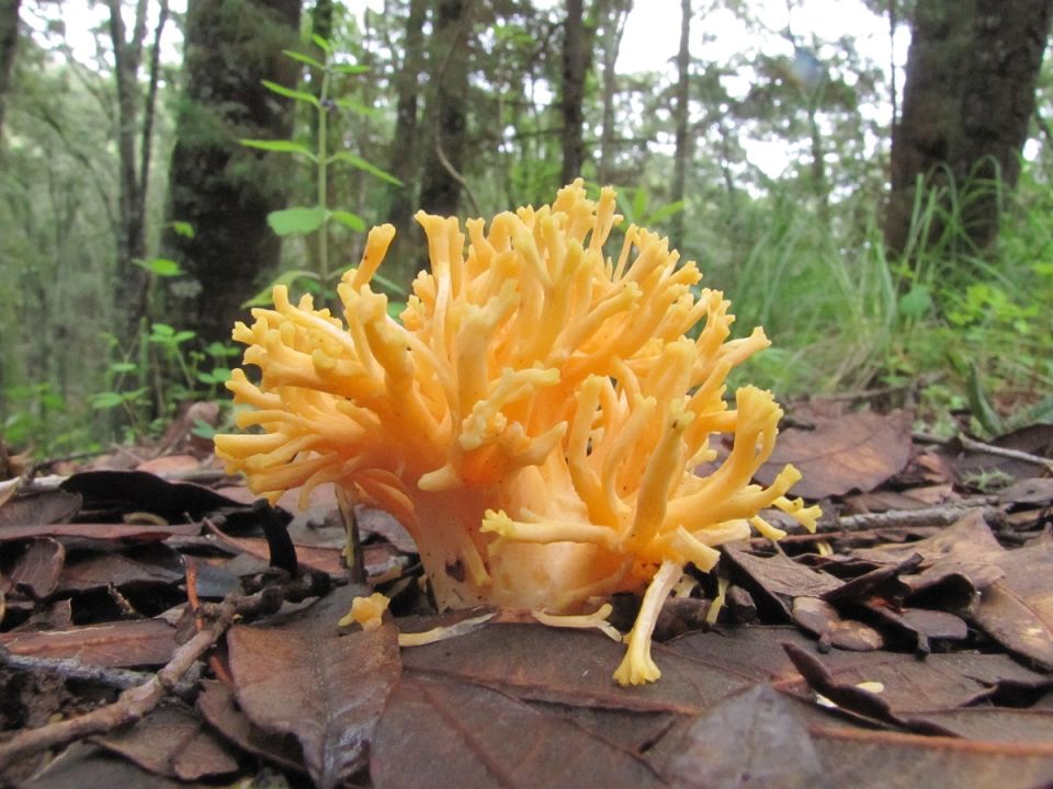 Reserva de la Biósfera Sierra de Manantlán