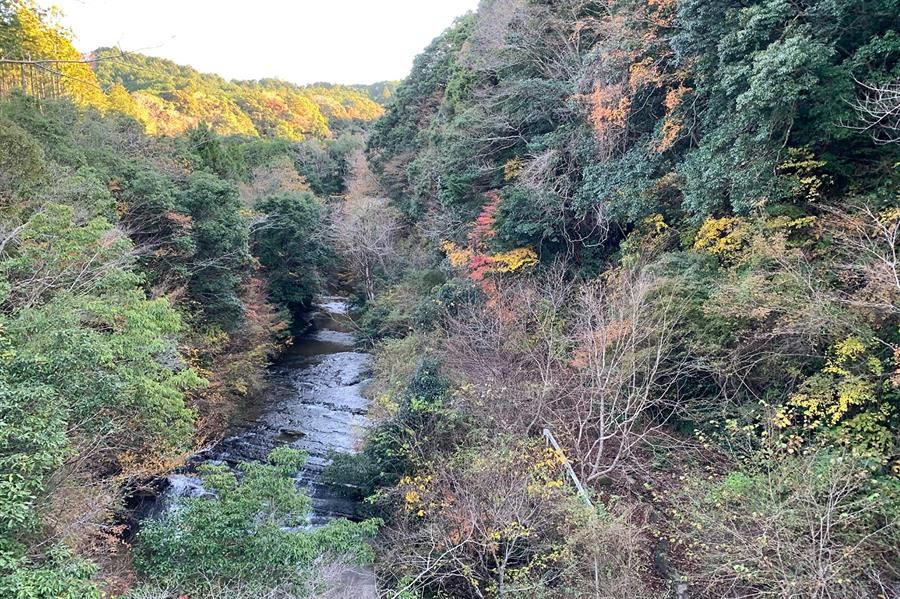 Bosque de Japón