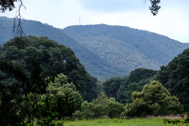 Bosque de la Primavera