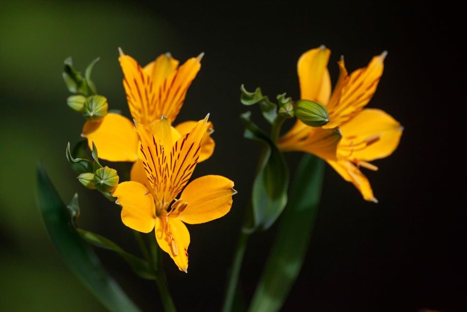 Flores de Amancay