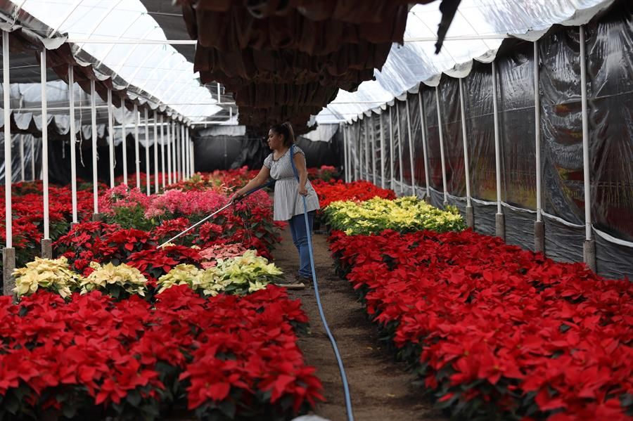 La flor de Nochebuena anuncia una Navidad más alegre