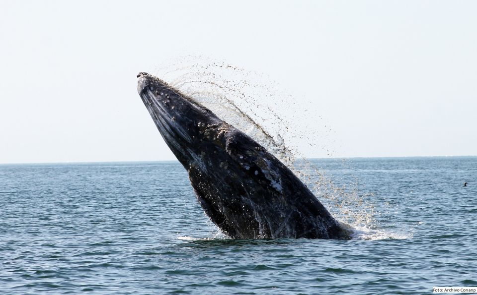 Ballena gris