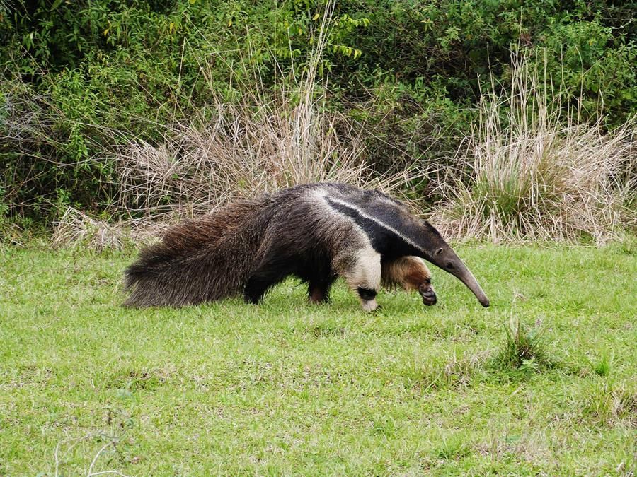 Oso hormiguero