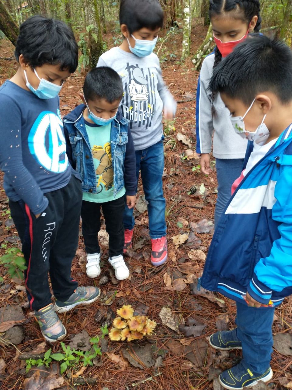 Educación ambiental. Chiapas