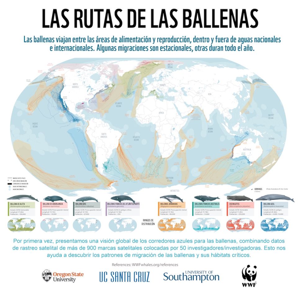 Infografía Ballenas WWF