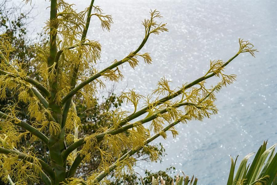 Palmera Corypha 