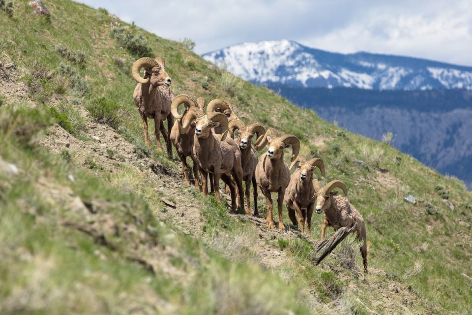 Yellowstone