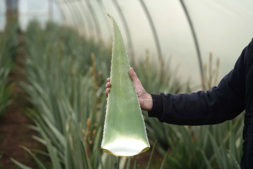 Aloe Vera