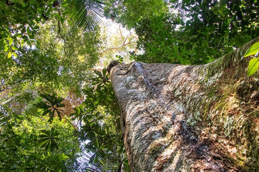 Árbol Shihuahuaco