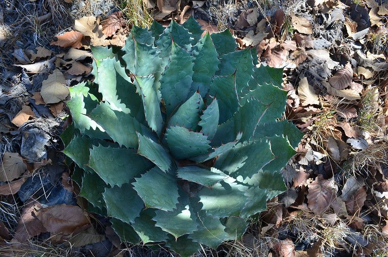 Planta del Bosque La Primavera 