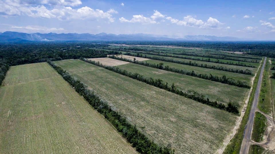 Cultivo de Caña en la Amazonía Boliviana