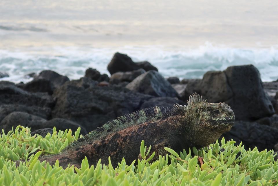 Iguana marina