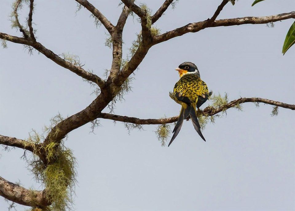 Un palkachupa, un ave endémica de Bolivia, que en quechua significa "cola partida o atijerada". Conservación de la Vida Silvestre (WCS)
Palkachupa
