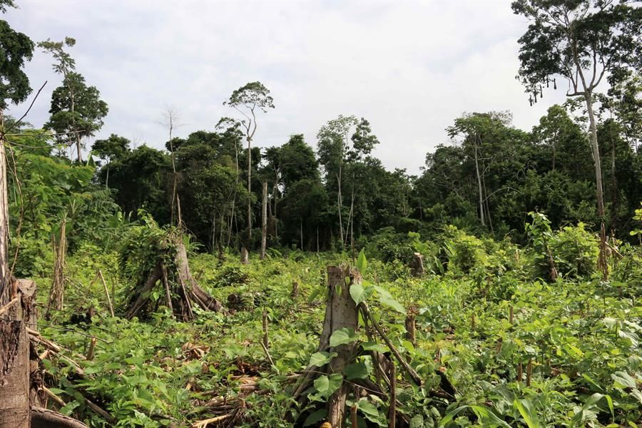 Deforestación de la Amazonía