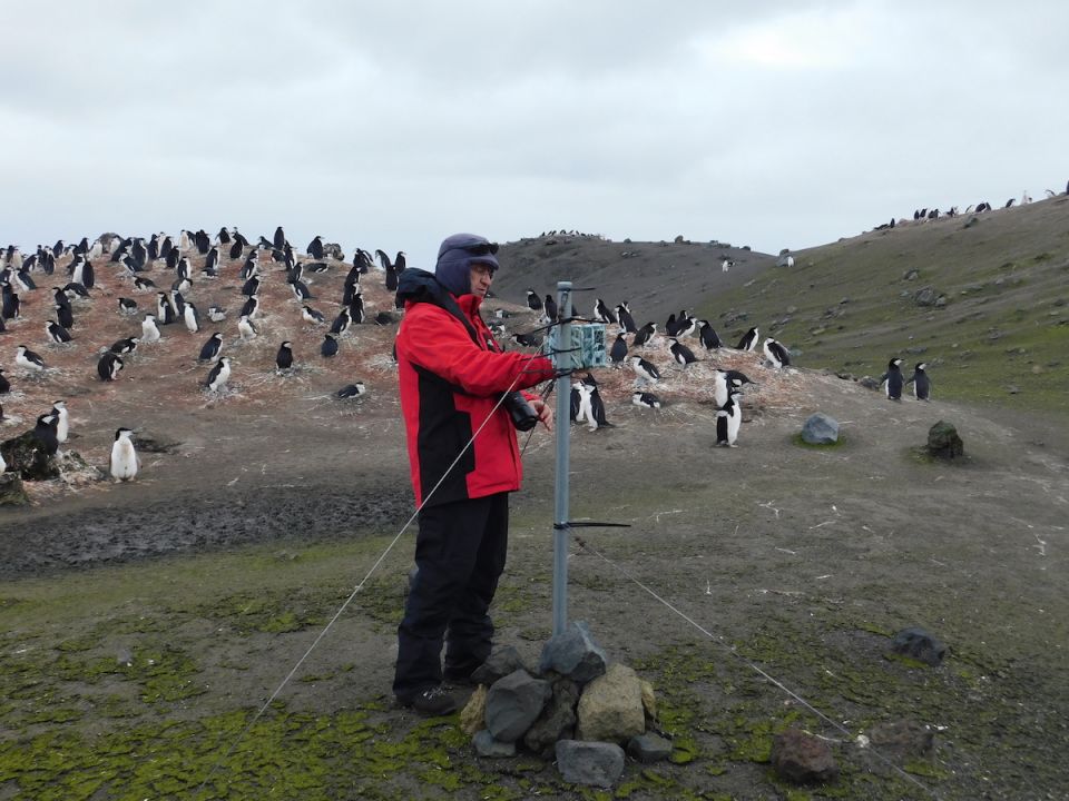 Pingüinos 