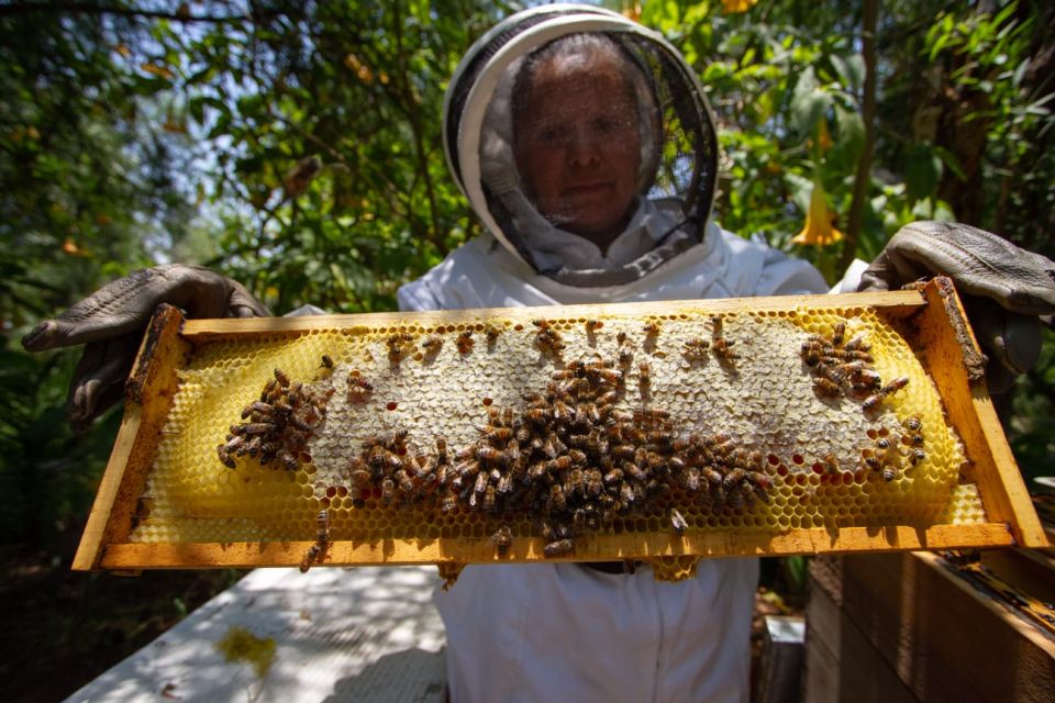 Abejas Sedema