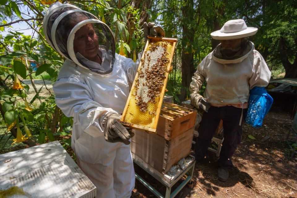 Abejas Sedema