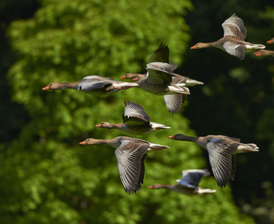 Aves migratorias